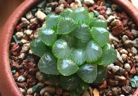 玉露 多肉